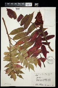 Rhus typhina image
