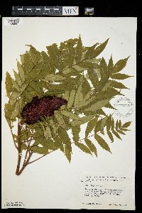 Rhus typhina image