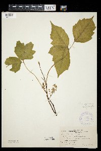 Toxicodendron rydbergii image