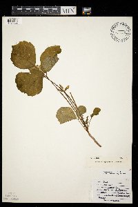 Toxicodendron rydbergii image