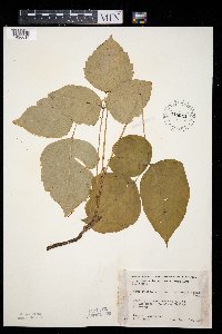 Toxicodendron rydbergii image