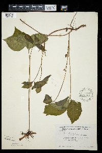 Toxicodendron rydbergii image