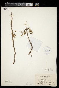 Toxicodendron rydbergii image