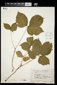 Toxicodendron rydbergii image