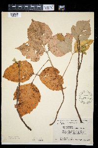 Toxicodendron rydbergii image