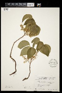 Toxicodendron rydbergii image