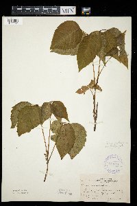 Toxicodendron rydbergii image