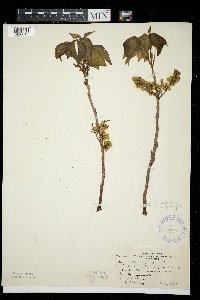 Toxicodendron rydbergii image