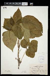 Toxicodendron rydbergii image
