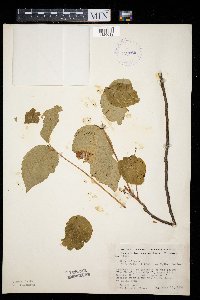 Toxicodendron rydbergii image