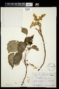 Toxicodendron rydbergii image