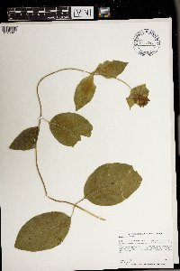Lonicera hirsuta image
