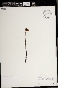 Monotropa hypopitys image
