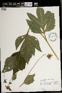 Rudbeckia laciniata image