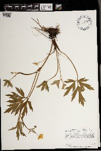 Ranunculus hispidus image