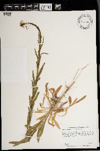 Boechera grahamii image