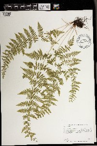 Cystopteris bulbifera image