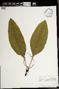 Cynoglossum virginianum var. boreale image
