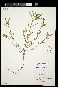 Euphorbia davidii image