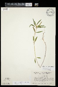 Euphorbia davidii image