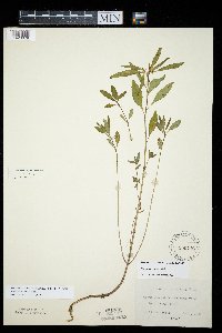 Euphorbia davidii image