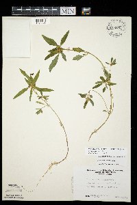 Euphorbia davidii image