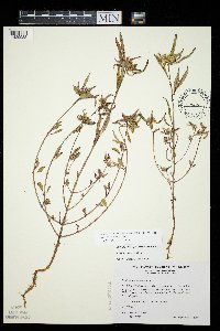 Euphorbia davidii image