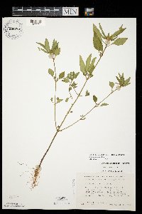 Euphorbia davidii image