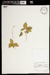 Circaea alpina image