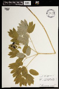 Caulophyllum thalictroides image
