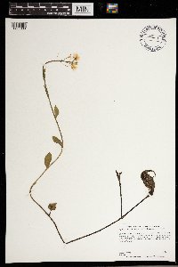 Cardamine bulbosa image