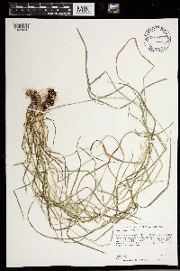 Agrostis perennans image