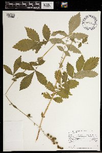 Agrimonia gryposepala image