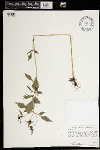 Bidens frondosa image
