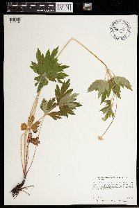 Anemone virginiana image