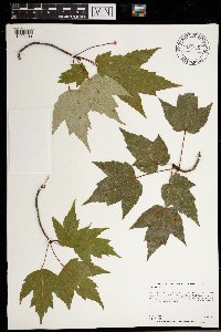 Acer rubrum image