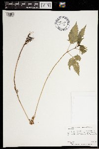Bidens frondosa image