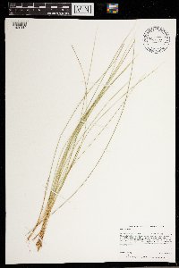Carex pauciflora image