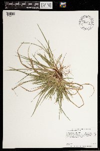 Carex tonsa image