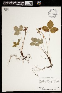 Fragaria vesca image
