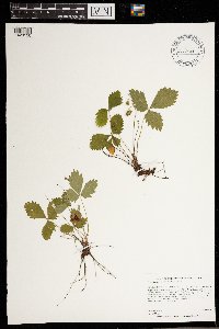 Fragaria vesca image