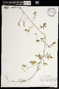Cardamine pensylvanica image