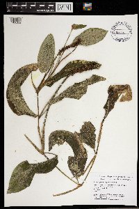 Image Associated With the Occurrence