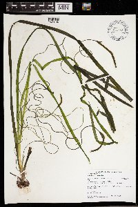 Vallisneria americana image