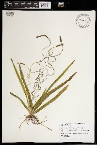 Vallisneria americana image