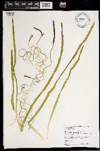 Vallisneria americana image