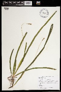 Vallisneria americana image