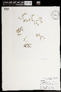 Lemna trisulca image