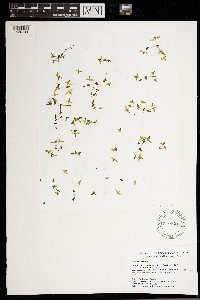 Lemna trisulca image