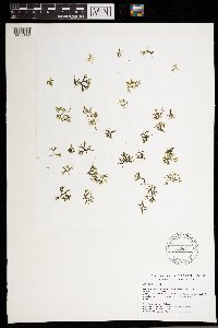 Riccia fluitans image